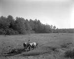 Farmer Mowing Hay With An Ox Drawn Mowing Machine In Coopers Mills by French George
