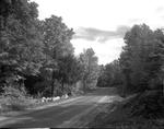 A Country Road In Fall, 1940