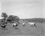 Large Herd Of Cattle, Farm Buildings In Background In Damariscotta by French George