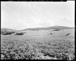 Potato Fields Along The St. John River Valley--Frenchville by French George
