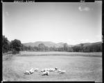 Sheep Grazing In A Pasture In Stowe, Mountains In Distance by French George