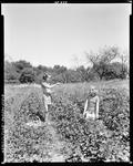 Two Young Girls Picking Strawberries In Parsonsfield by French George