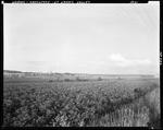 Potato Fields In Blossom In Aroostook County--St. John Valley by French George