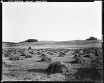Hay Field, Aroostook by French George