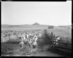 Three Young Boys Herding Cattle Down A Rail Fenced Cattle Lane Toward A Barn by French George
