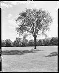 Large Tree In A Field In Union by French George