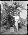 Worker Picking Apples--Parsonsfield by French George