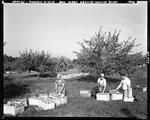 Workers Boxing Apples--Lord Brothers Orchard, Parsonsfield by French George