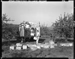 Workers Loading Apple Crates On To A Truck In Lord's Orchard--Parsonsfield by French George
