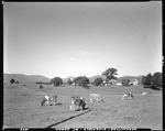 Small Herd Of Cattle In Field, Farm Buildings And Mountains In Background In Kingfield by French George