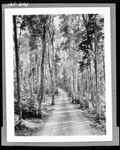 Gravel Road Through A Stand Of Birches On Pleasant Island In Rangeley by French George
