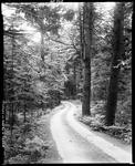 Dirt Road Through The Forest In Lovell by French George