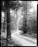 Dirt Road Through A Forest In Lovell by French George