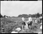 Girls Picking Beans In Whitefield by French George