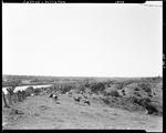 Small Herd Of Cattle In Field Overlooking Kennebec River In Pittston by French George