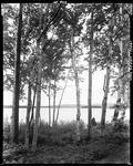 Trees Along The Shore Near Upper Dam by French George
