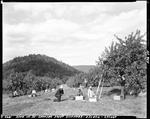 Workers Picking Apples At Granville Apple Orchard In Porter by French George