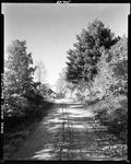 Tree Lined Gravel Drive Leading Toward A Farm House In Brownfield by French George