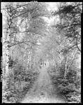 Woods Road Through A Stand Of White Birch At Upper Dam by French George