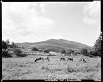 View Of Mount Abram, Cattle Grazing In Pasture In Foreground by French George