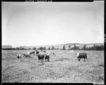 Small Herd Of Cattle In A Field At Presque Isle by French George
