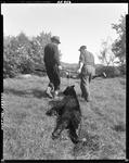 Two Hunters Dragging A Bear Out Of The Woods In Sebago by French George