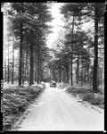 Gravel Road Through Forest Near Oxford by French George
