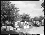 Workers Boxing Apples In Douglas Hill At Sebago by French George