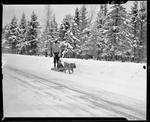 Young Boy On A Single Dog Sled by George W. French