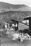 Campsites Near Mount Katahdin by George W. French
