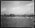 Sheep Grazing In A Pasture In Addison by George French
