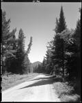 Gravel Road, Trees And Mountain In Bigelow Plantation--Flagstaff by George French
