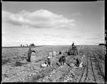 Worker Using A Tractor To Dig Potatoes, Other Workers Filling Bushel Baskets With Potatoes In A Caribou Field by George French