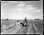 Worker Using A Harvester To Dig Potatoes In A Caribou Field by George French