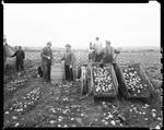 Workers Using A Harvester To Dig Potatoes, Two Men Inspecting A Barrel Of Potatoes In Caribou by George French