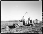 Worker Loading Full Barrels Of Potatoes Onto A Truck At Caribou by George French