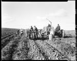 Workers Using A Harvester To Dig Potatoes, Other Workers Unloading Barrels From A Truck by George French