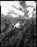 Young Girl Sitting In An Apple Tree In Cornish by George French