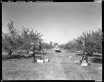 Workers Picking Apples In East Parsonsfield by George French