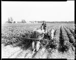 Worker Using A Tractor To Cultivate A Potato Field In Easton by George French