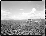 Worker On Dozer Type Tractor Fertilizing A Potato Field In Fort Fairfield by George French