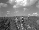 Workers Harvesting Potatoes In Fort Fairfield by George French