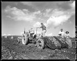 Workers Harvesting Potatoes With A Potato Harvester by George French