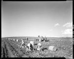 Workers Picking Potatoes With A "Farmall" Tractor While Others Harvest The Potatoes In Fort Fairfield by George French