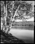 Stand Of Birches Beside A Pond In Greenwood On Twitchell Pond by George French
