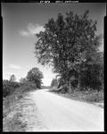 Tree Lined Gravel Road In Greenwood by George French