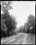 Road Through Evergreen Forest In Hiram by George French