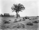 Workers Haying In Houlton; Farm Buildings In Background by George French