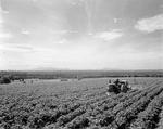 Worker Using A Tractor To Spray Potatoes In A Field In Island Falls With Katahdin In The Distance by George French