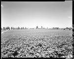 Vast Expanse Of Potato Fields In Blossom In Mapleton by George French